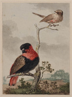 X 054
<br/>
Twee exotische vogels
<br/>
<em>Thier, Barend Hendrik (1743-1811)</em>